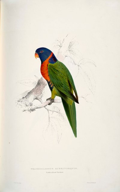 Trichoglossus Rubritorquis Scarlet by Edward Lear